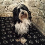 Max - Terrier du Tibet Mâle (3 ans)