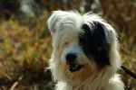 Photo Terrier du Tibet