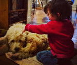 Un  Terrier du Tibet allongé sur un tapis et semblant jouer avec une petite fille