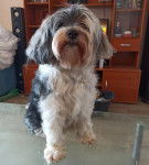 Un Terrier du Tibet au pelage tricolore, assis sur une table en vitre, dans un appartement et regardant vers la caméra 