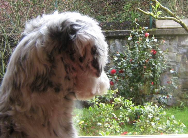 Odi - Terrier du Tibet Mâle (1 an)