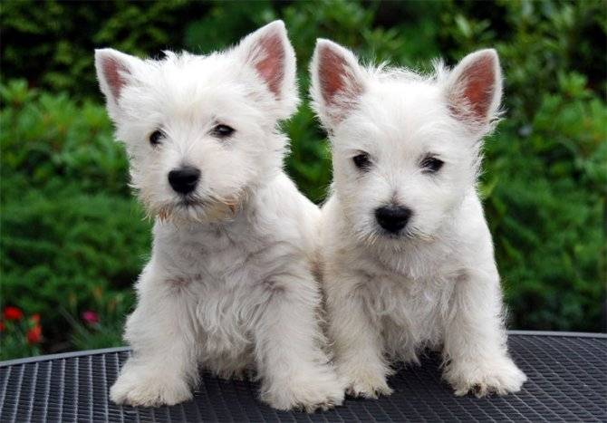 my two dogs - Terrier du Tibet (6 ans)