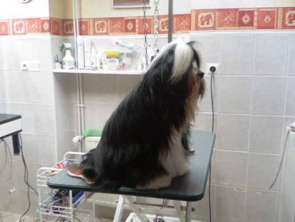 Un Terrier du Tibet au pelage bicolore, assis sur une table chez un vétérinaire