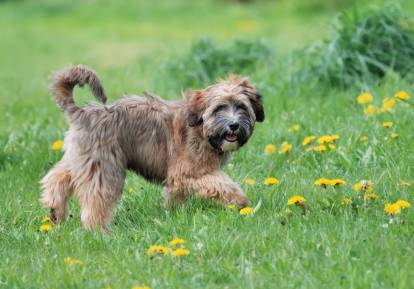 Un Terrier du Tibet marchant sur un terrain herbeux et regardant vers la caméra