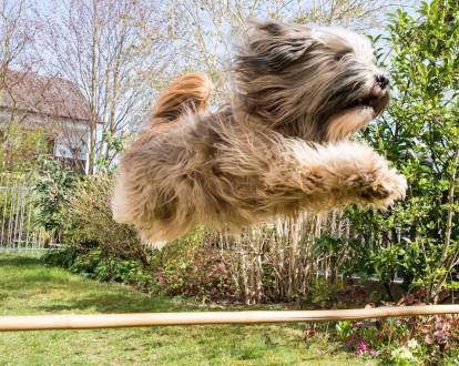 Un Terrier du Tibet sautant par dessus un morceau de bois et semblant fuguer