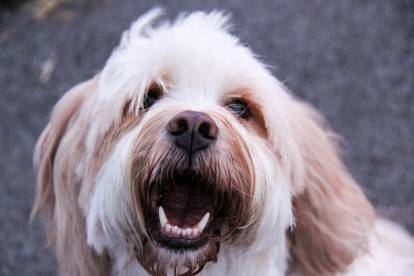 Un Terrier du Tibet regardant vers la caméra et semblant aboyer