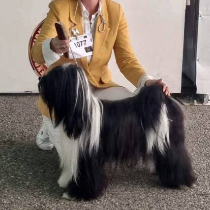 Un Terrier du Tibet se tenant à côté d'une personne tenant une brosse en main 