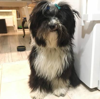 Un Terrier du Tibet assis à côté d'un réfrigérateur et regardant vers la caméra