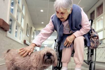 Un Terrier du Tibet se faisant caresser les poils par une femme agée assise sur un fauteuil roulant 