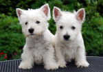 my two dogs - Terrier du Tibet Femelle (6 ans)