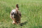 Photo Terrier du Tibet