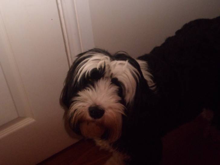 Fankie - Terrier du Tibet Femelle (2 ans)