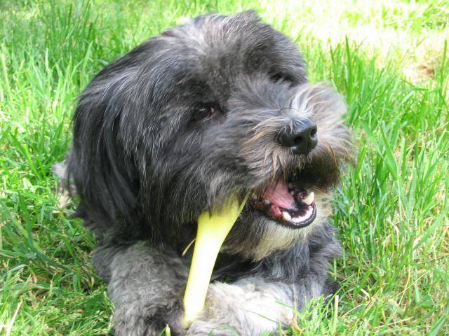 Terrier du Tibet - TSAR - Terrier du Tibet