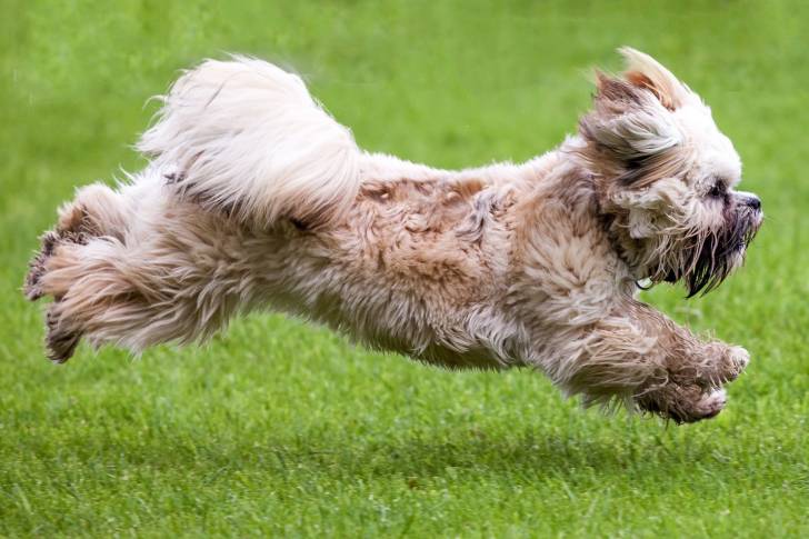 Photo Terrier du Tibet