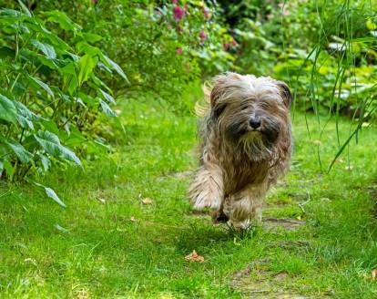 Un Terrier du Tibet courant dans un jardin