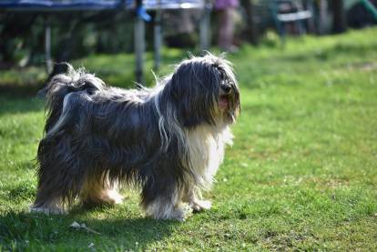 Un Terrier du Tibet sur une surface herbacée et ayant la gueule légèrement ouverte