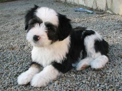 Un chiot Terrier du Tibet allongé et regardant vers la caméra