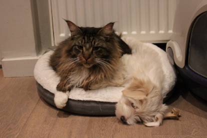Un chat et un Terrier du Tibet allongés dans un panier