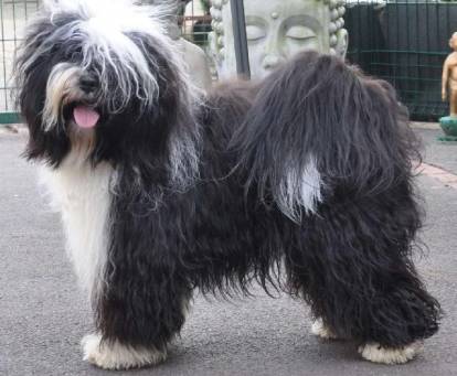 Un Terrier du Tibet tirant la langue et regardant vers la caméra