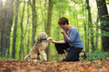 Un Terrier du Tibet en train de tendre la patte à sa maîtresse