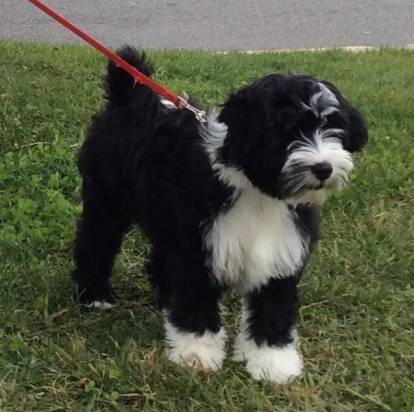 Un Terrier du Tibet tenu en laisse sur un terrain herbeux 