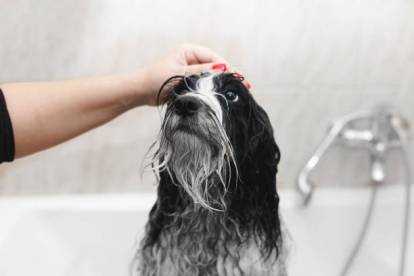 Gros plan d'un Terrier du tibet dans une baignoire et semblant avoir fini de prendre son bain