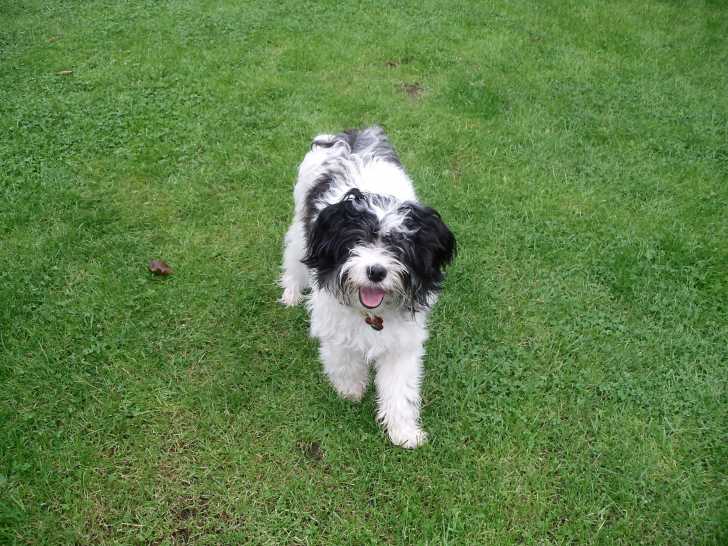 Felix - Terrier du Tibet Mâle (3 ans)