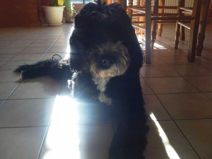 Anoki(1 an et demi) - Terrier du Tibet