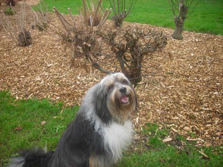 bandy - Terrier du Tibet Mâle (10 ans)