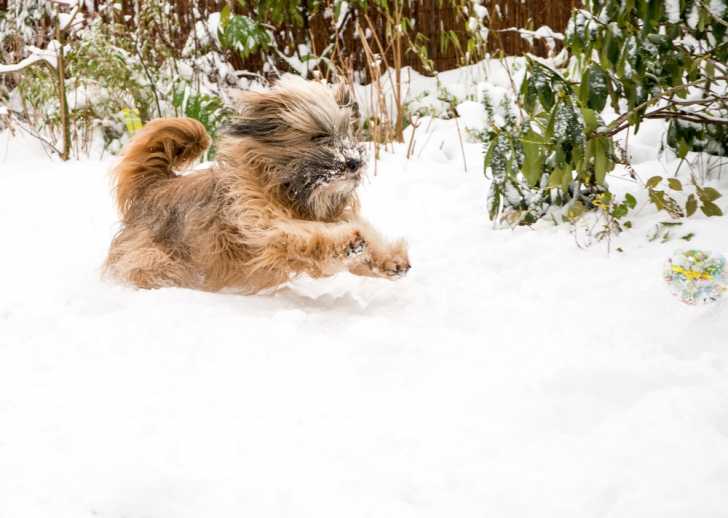 Photo Terrier du Tibet