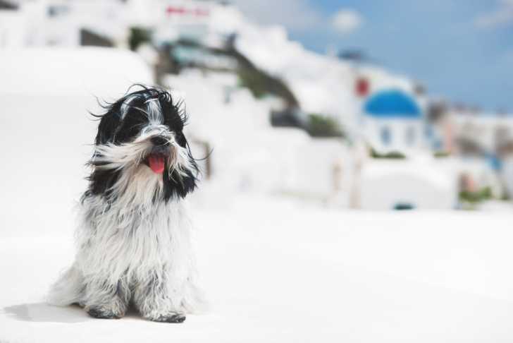 Photo Terrier du Tibet