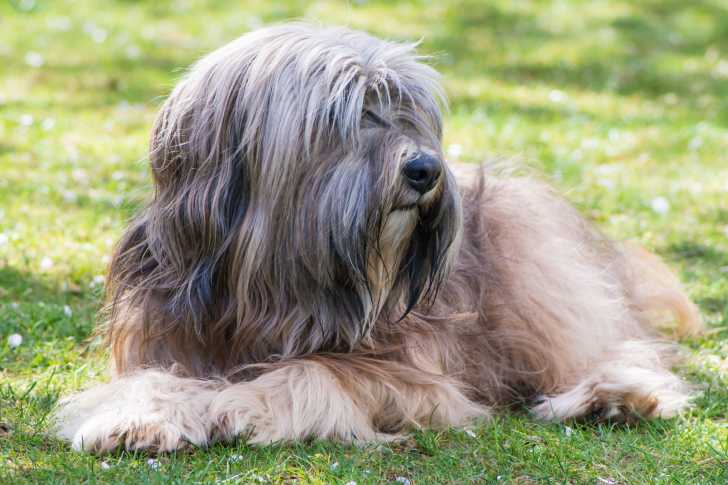 Photo Terrier du Tibet