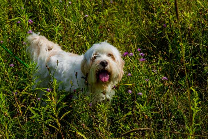Photo Terrier du Tibet