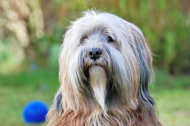 Photo Terrier du Tibet