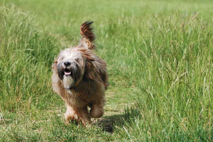 Photo Terrier du Tibet