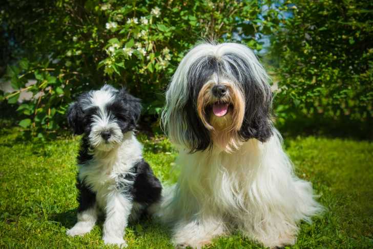 Photo Terrier du Tibet