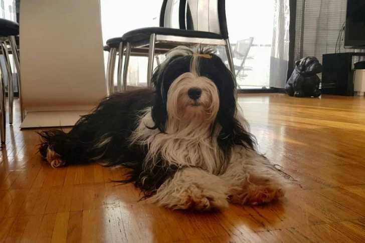 Un Terrier du Tibet 
allongé sur un plancher dans un appartement et regardant vers la caméra