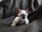 DEVON REX - Devon Rex