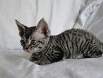 DEVON REX - Devon Rex