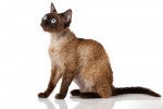 Photo Devon Rex