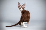 Photo Devon Rex