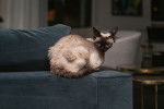 Photo Devon Rex
