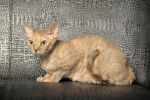 Photo Devon Rex