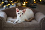 Photo Devon Rex
