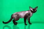 Photo Devon Rex