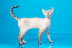 Photo Devon Rex