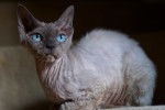 Photo Devon Rex