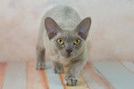 Photo Devon Rex
