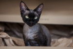 Un Devon Rex noir
