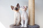 Photo Devon Rex